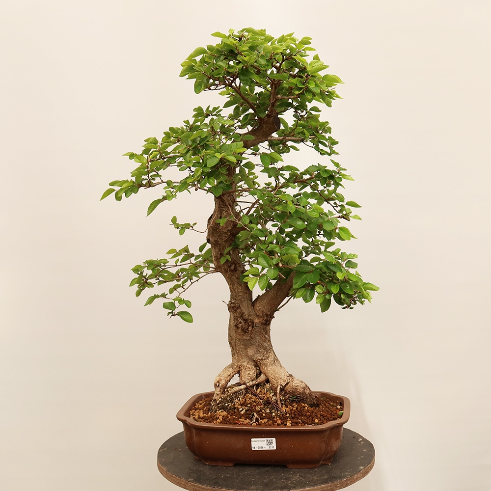 Bonsaï d'extérieur -Carpinus Coreana - Charme de Corée