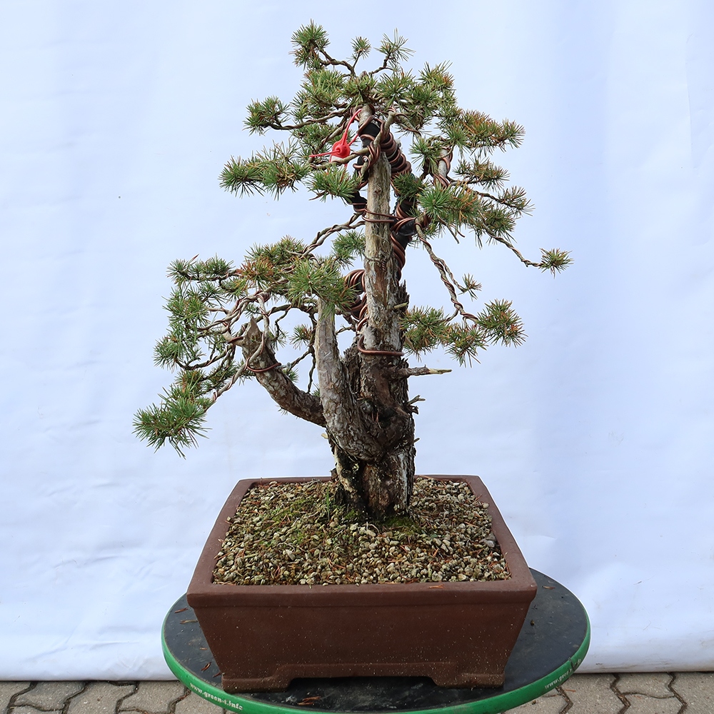 Pinus sylvestris Espagne - pin sylvestre