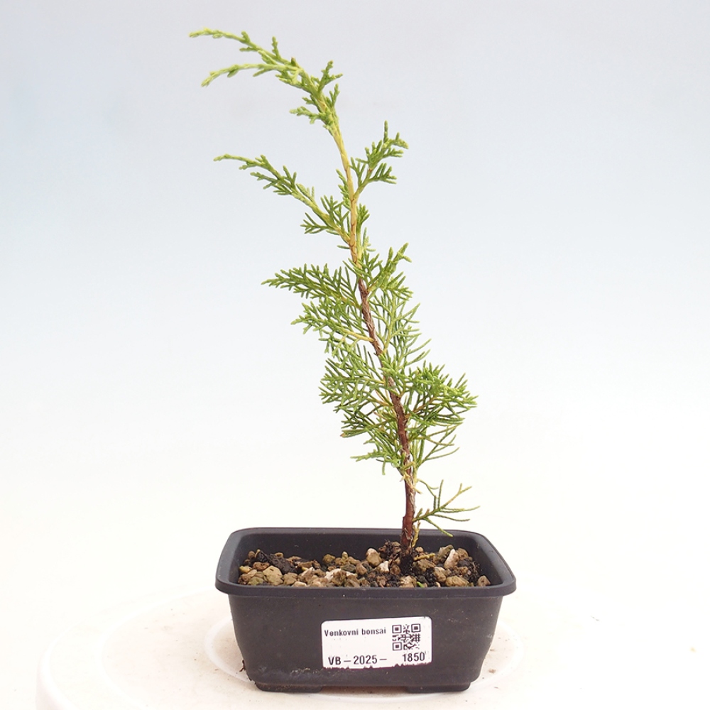 Bonsaï d'extérieur - Juniperus chinensis Itoigawa