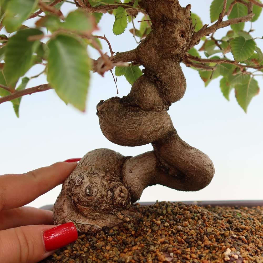 Bonsaï d'extérieur -Carpinus Coreana - Charme de Corée