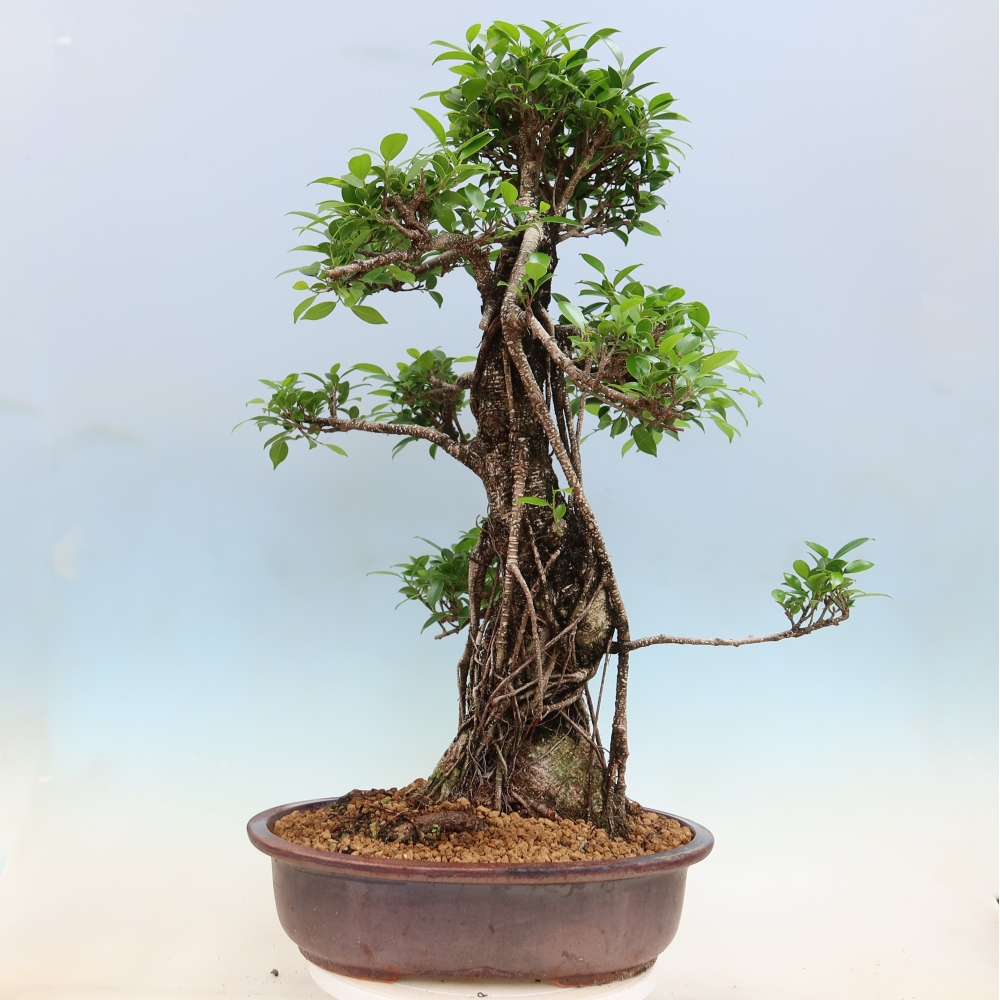 Salle bonsaï - Ficus kimmen - ficus à petites feuilles