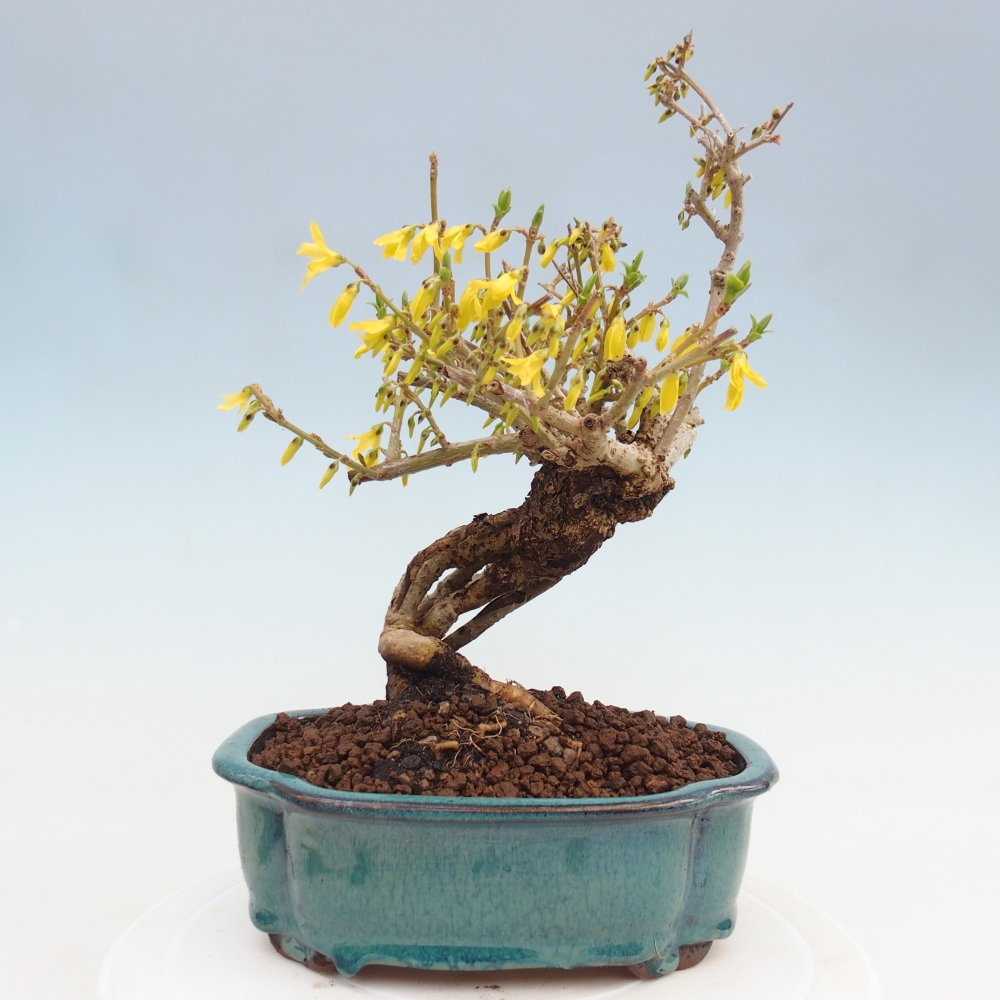 Bonsaï d'extérieur - Zlatice - Forsythia koreana
