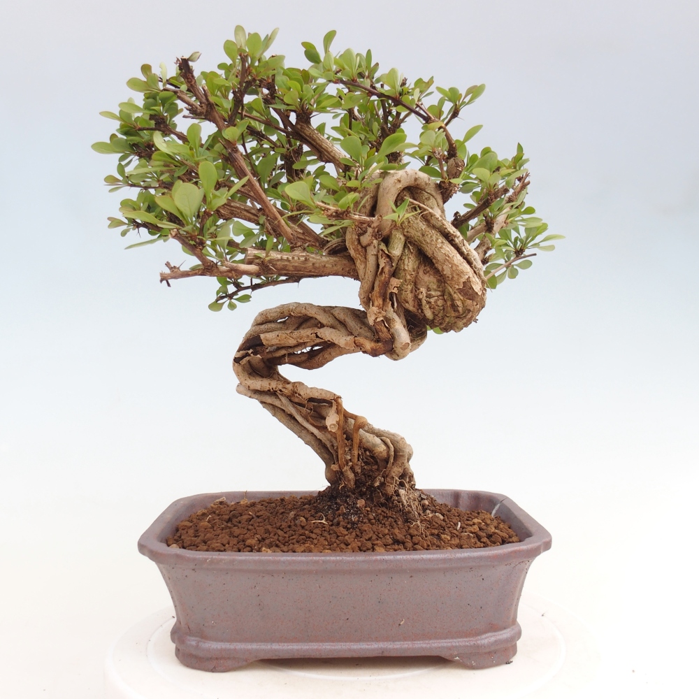 Bonsaï d'extérieur - Berberis coreana