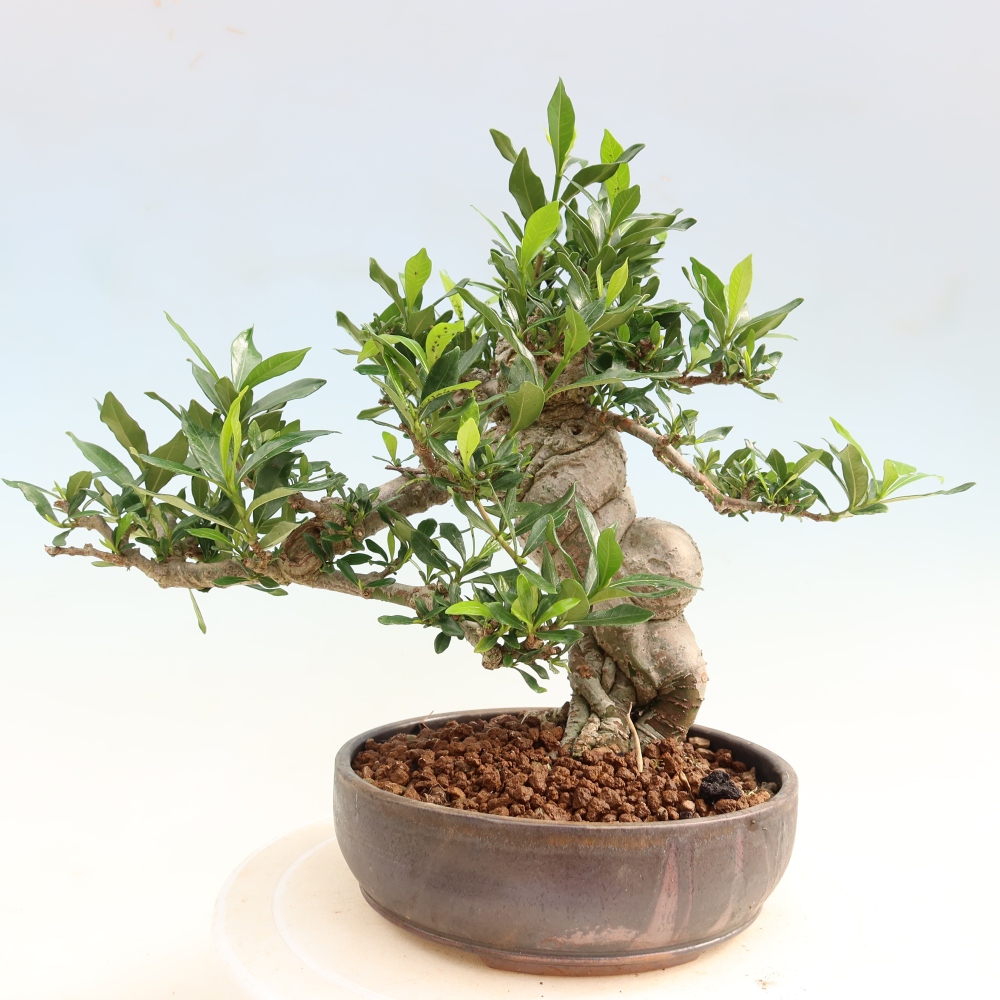 Bonsaï de chambre - Gardenia jasminoides-Gardenia