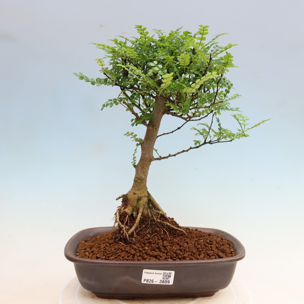 Salle bonsaï - Zantoxylum piperitum - arbre à poivre