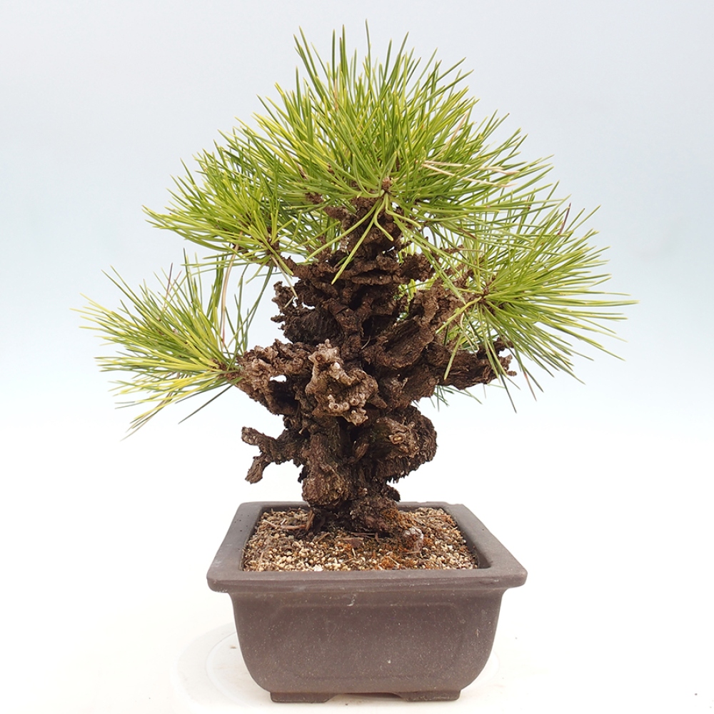 Bonsaï d'extérieur - Pinus thunbergii - Pin de Thunberg