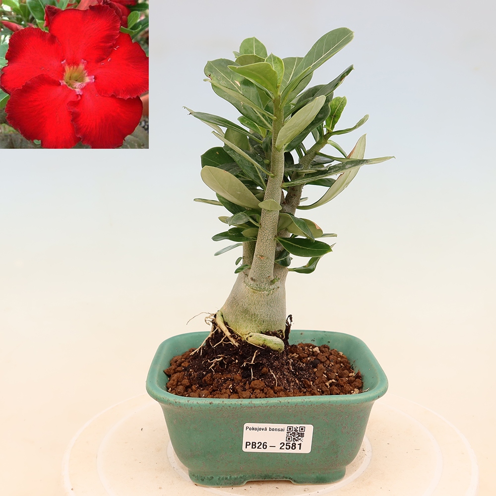Bonsaï d'intérieur - Adenium obesum Red Star - Rose du désert