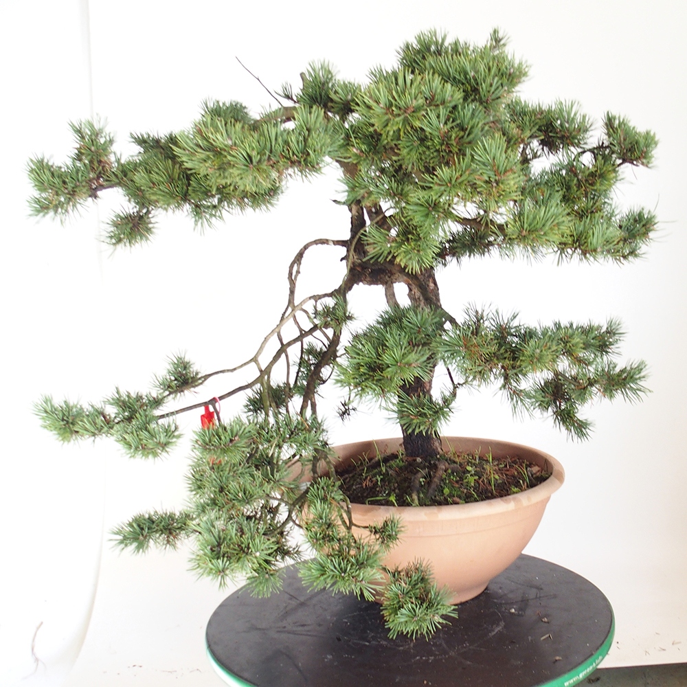 Yamadori - Pinus sylvestris Espagne