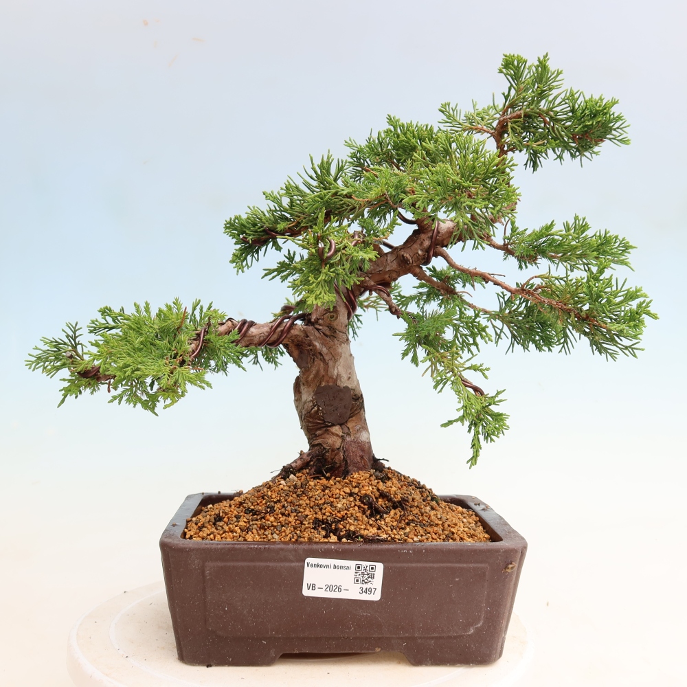 Bonsaï d'extérieur - Juniperus chinensis Itoigawa-Juniperus chinensis