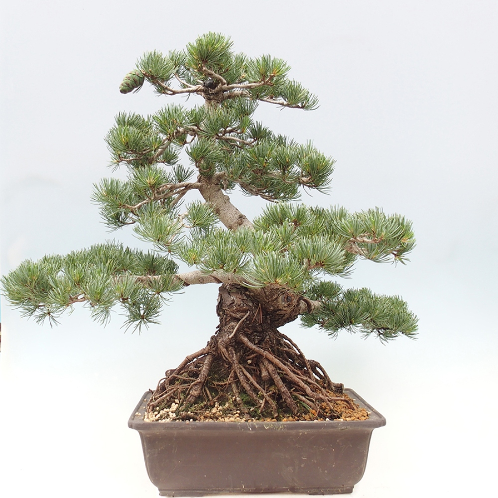 Bonsaï d'extérieur - Pinus parviflora - Pinus parviflora