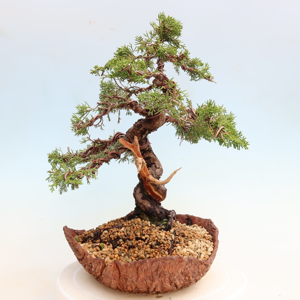 Bonsaï d'extérieur - Juniperus chinensis Itoigawa-Juniperus chinensis