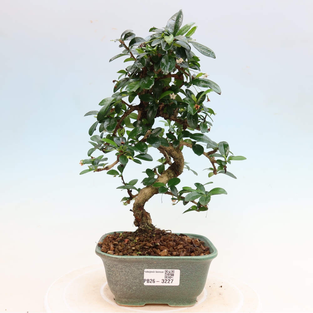 Bonsaï de chambre - Carmona macrophylla - Tea fuki