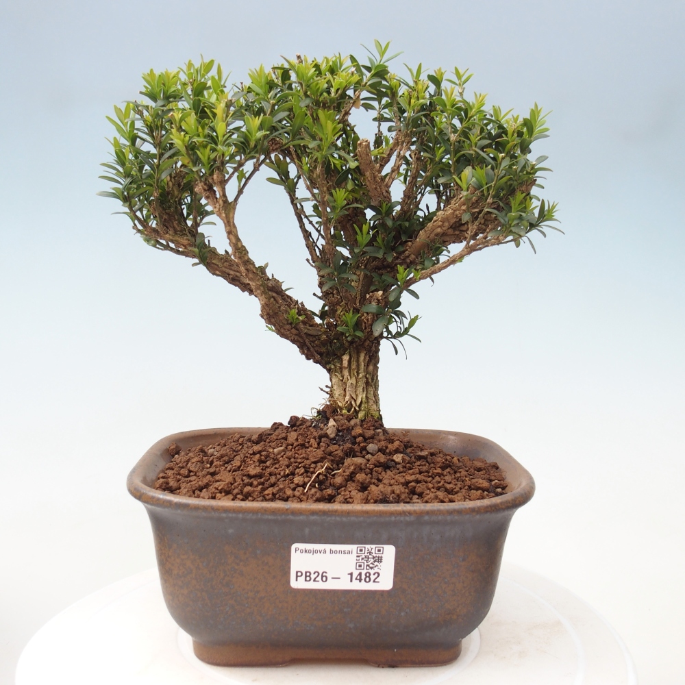 Bonsaï de chambre - Buxus harlandii - buxus liège