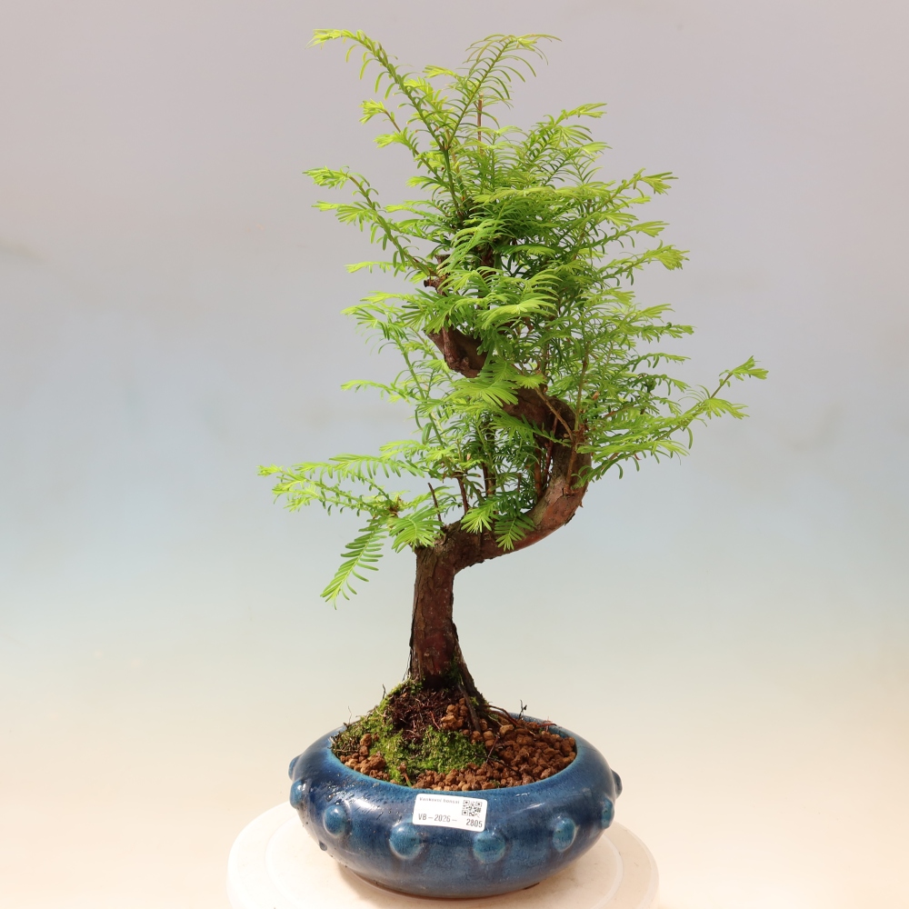 Bonsaï d'extérieur - Metasequoia glyptostroboides - Metasequoia chinois