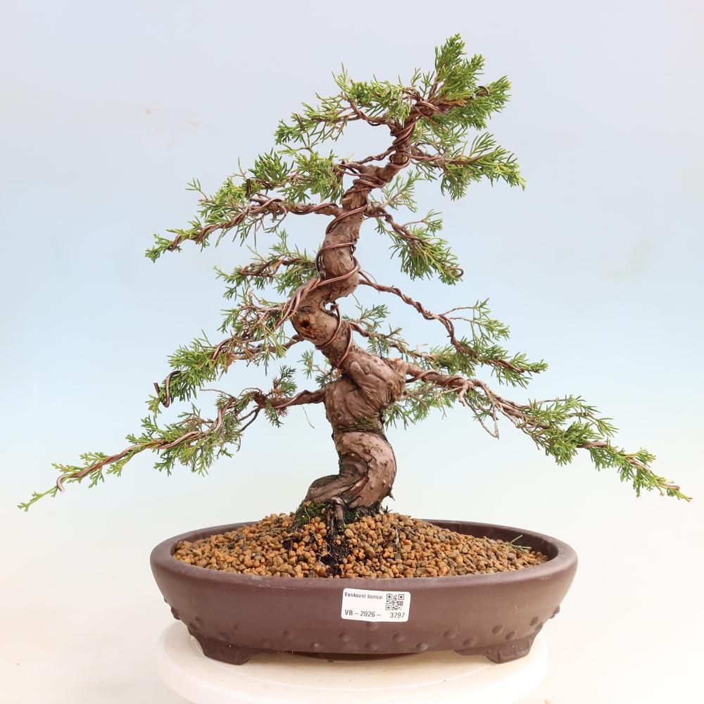 Bonsaï d'extérieur - Juniperus chinensis Itoigawa-Juniperus chinensis