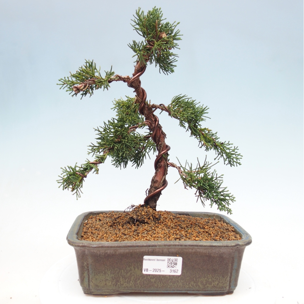 Bonsaï d'extérieur - Juniperus chinensis Kishu