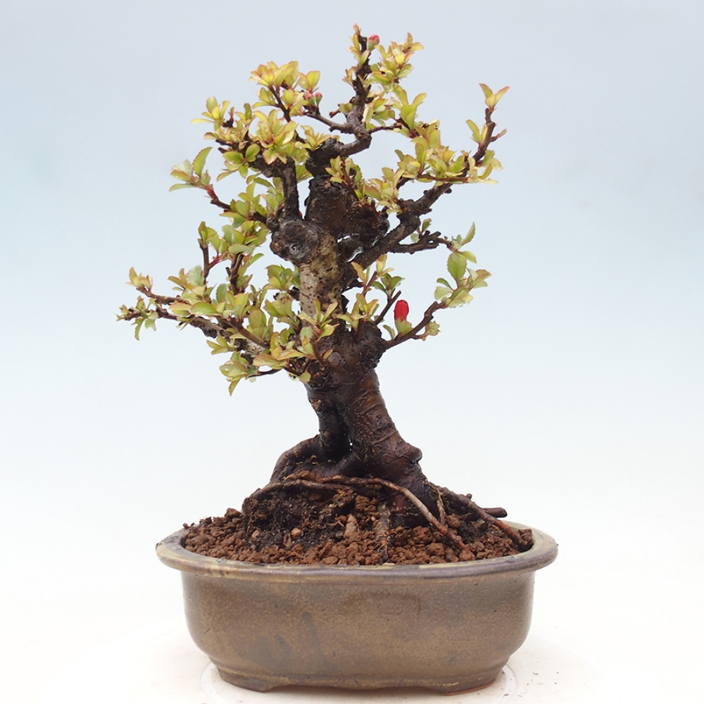 Bonsaï d'extérieur - Chaneomeles speciosa - Coing