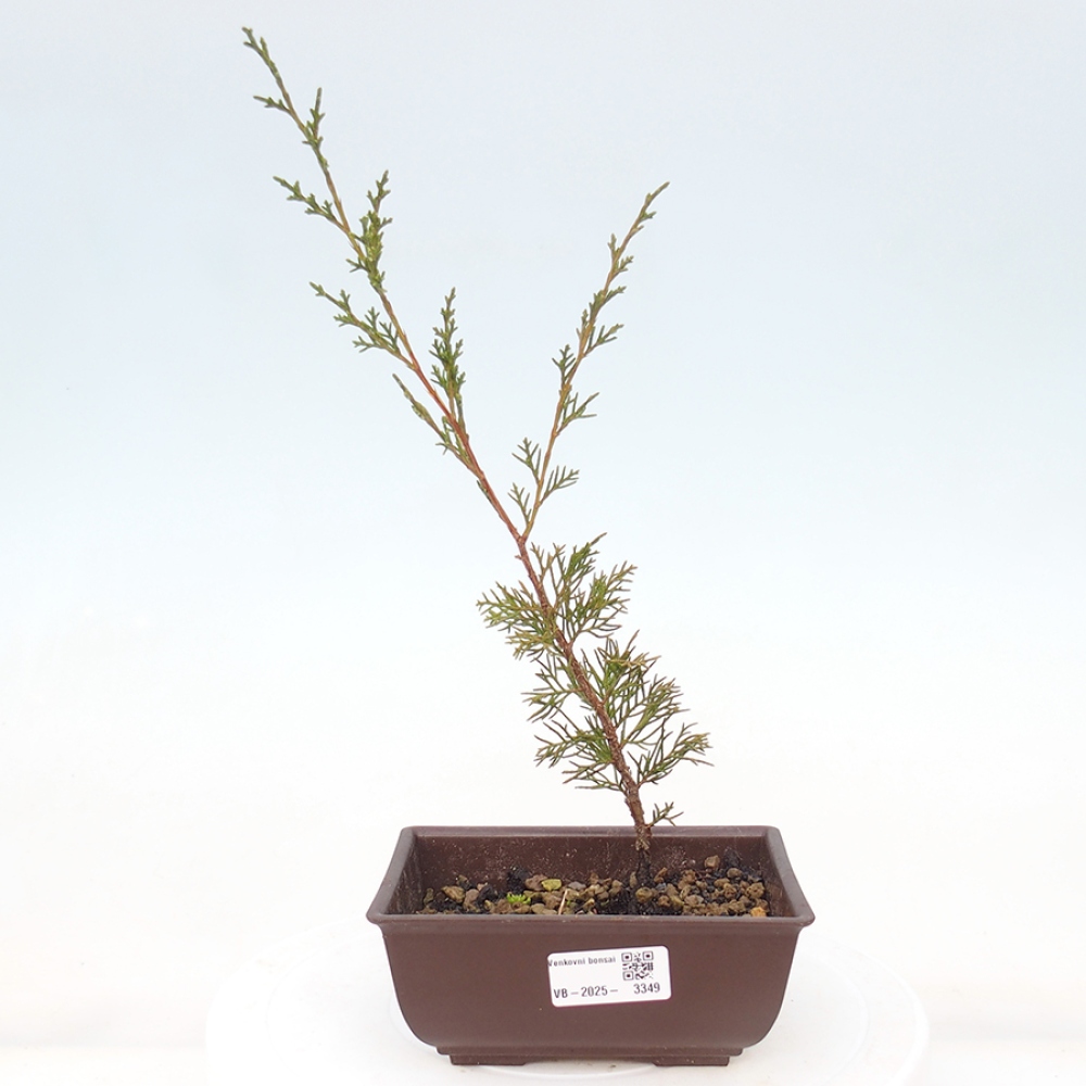 Bonsaï d'extérieur - Juniperus chinensis Itoigawa