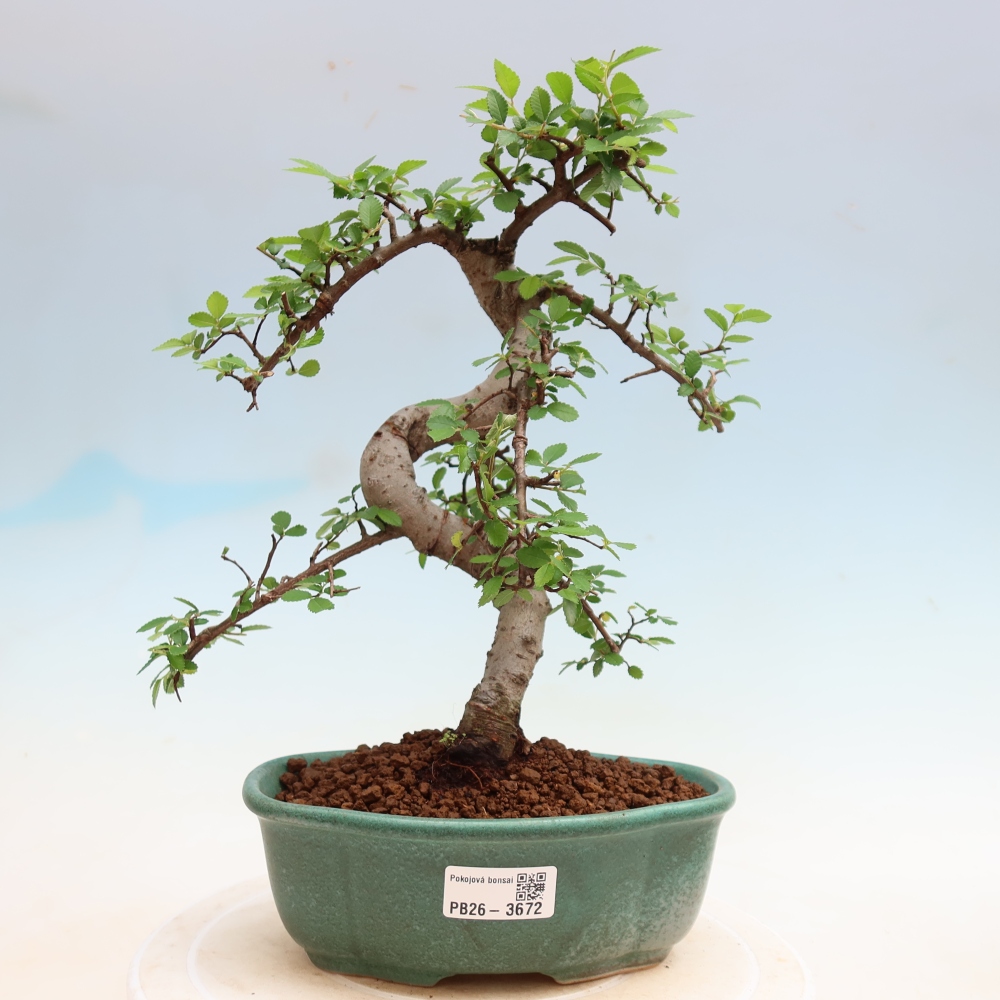 Bonsaï de chambre - Ulmus parvifolia - Orme à petites feuilles