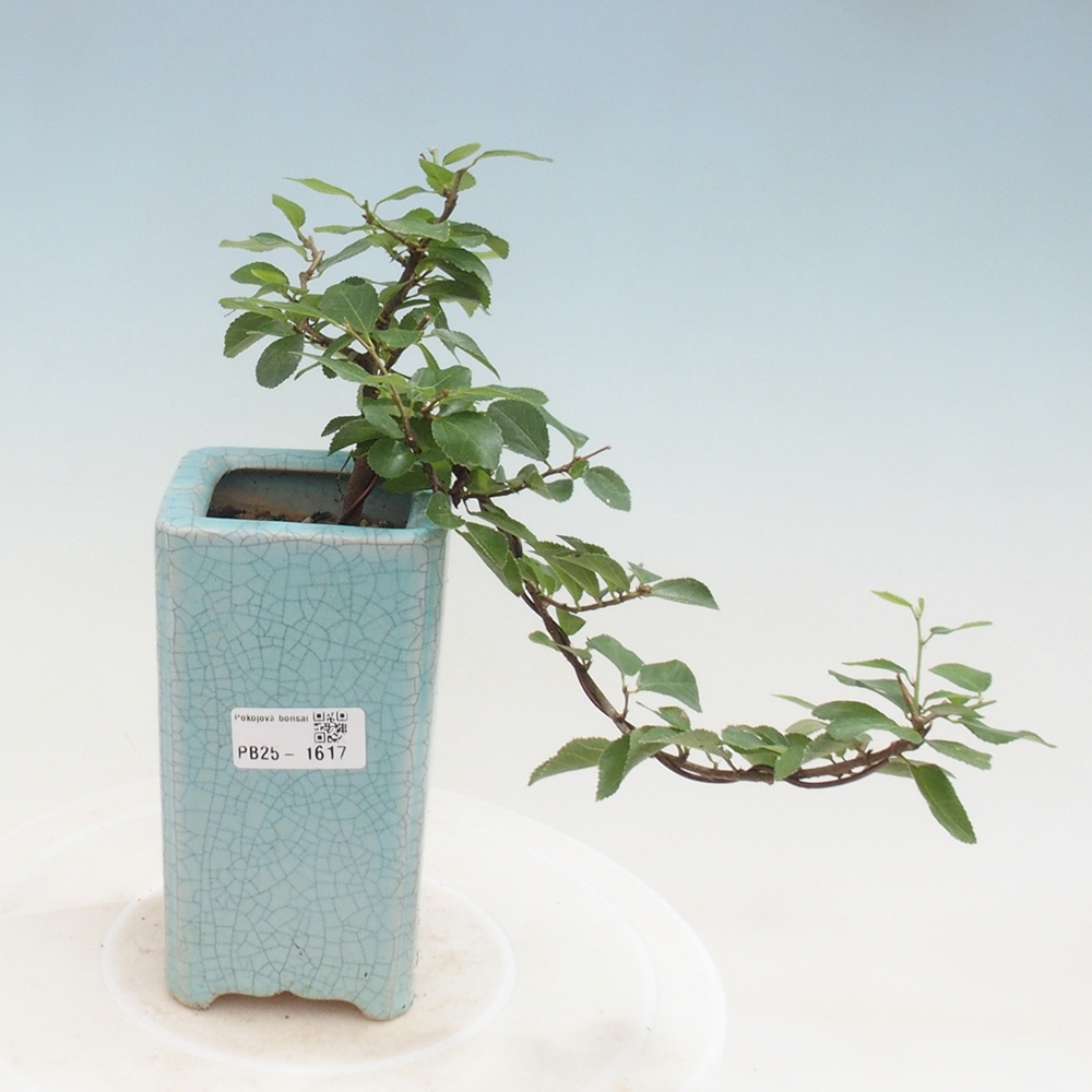 Bonsaï d'intérieur - Grewia occidentalis - Etoile de mer lavande