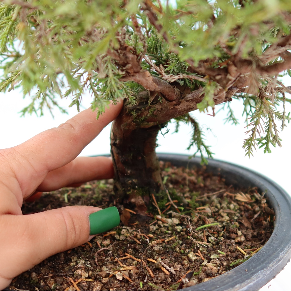 Bonsaï d'extérieur - Juniperus chinensis Itoigawa-Juniperus chinensis