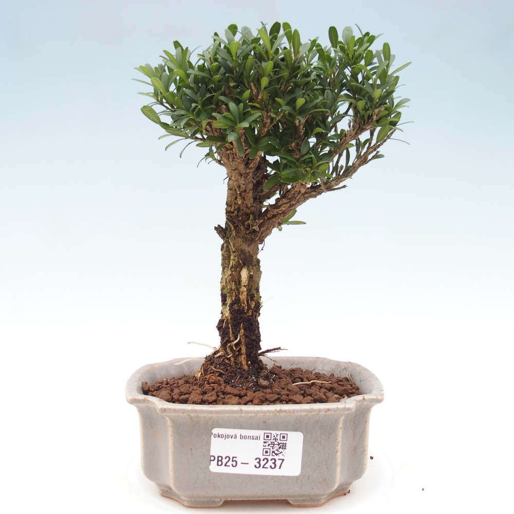 Bonsaï de chambre - Buxus harlandii - buxus liège