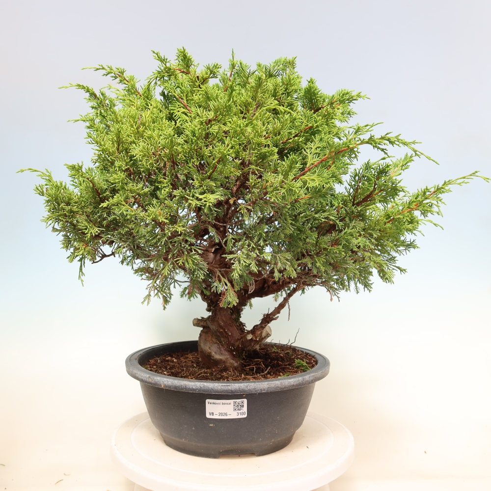 Bonsaï d'extérieur - Juniperus chinensis Itoigawa-Juniperus chinensis