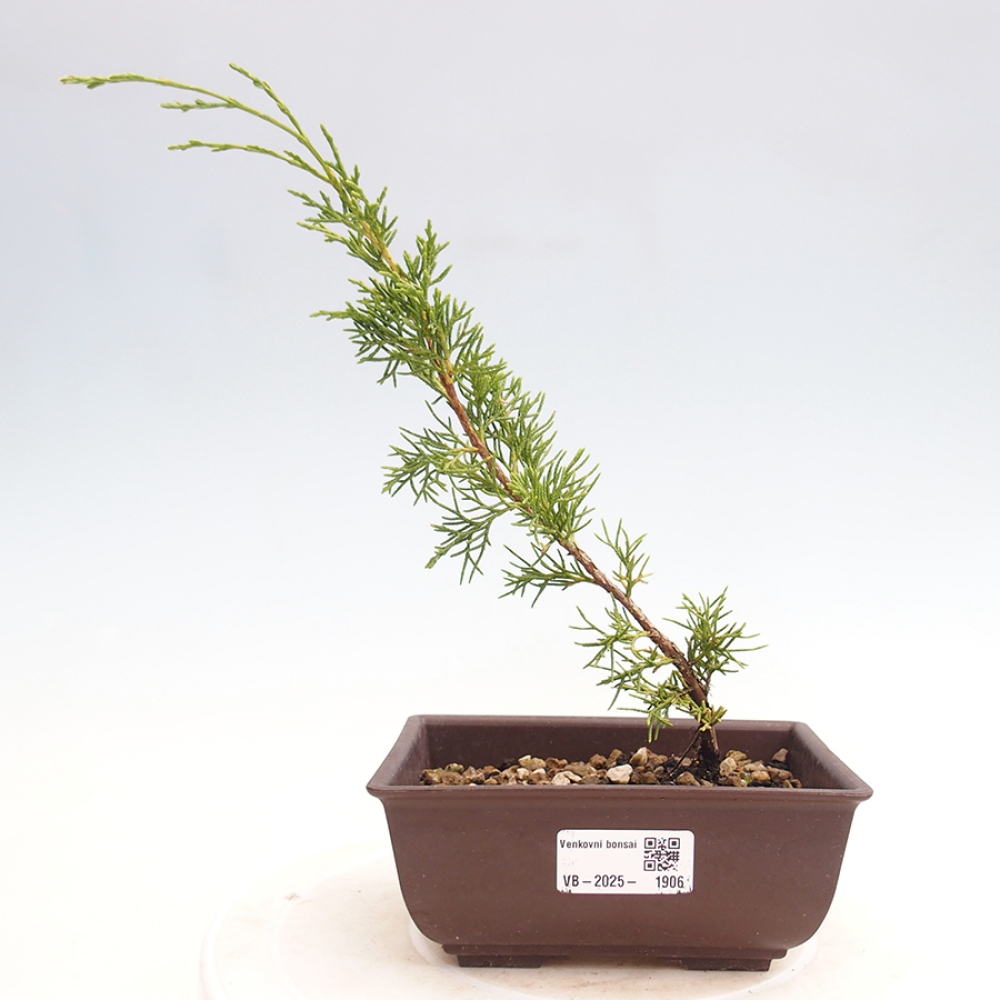 Bonsaï d'extérieur - Juniperus chinensis Itoigawa