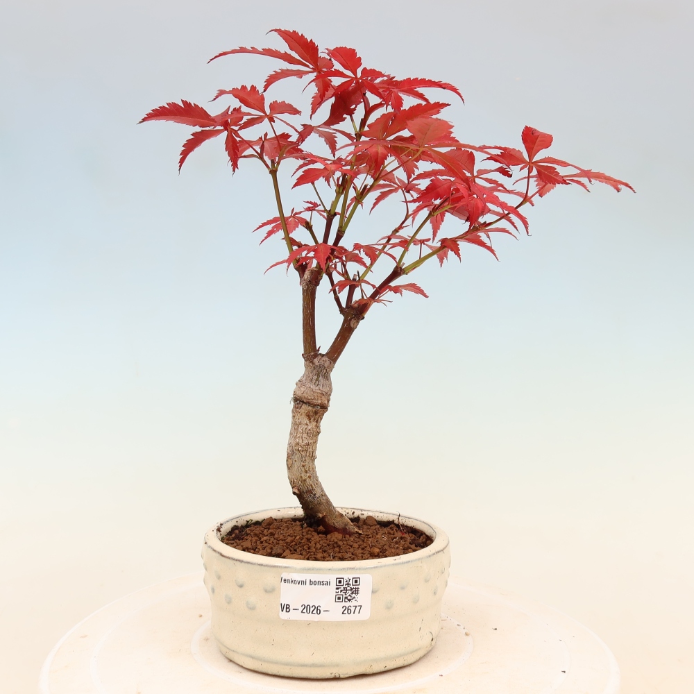 Bonsaï d'extérieur - Acer palm. Atropurpureum-Javor palmate