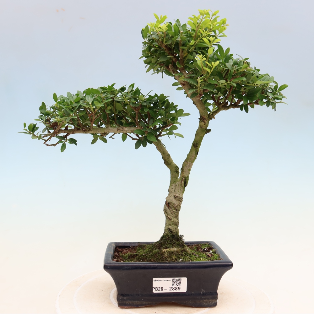 Bonsaï de chambre - Ilex crenata - Houx