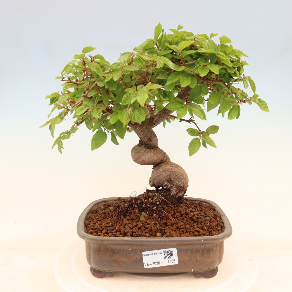 Bonsaï d'extérieur -Carpinus Coreana - Charme de Corée