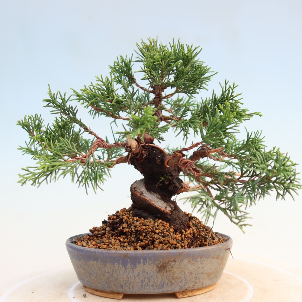 Bonsaï d'extérieur - Juniperus chinensis Itoigawa