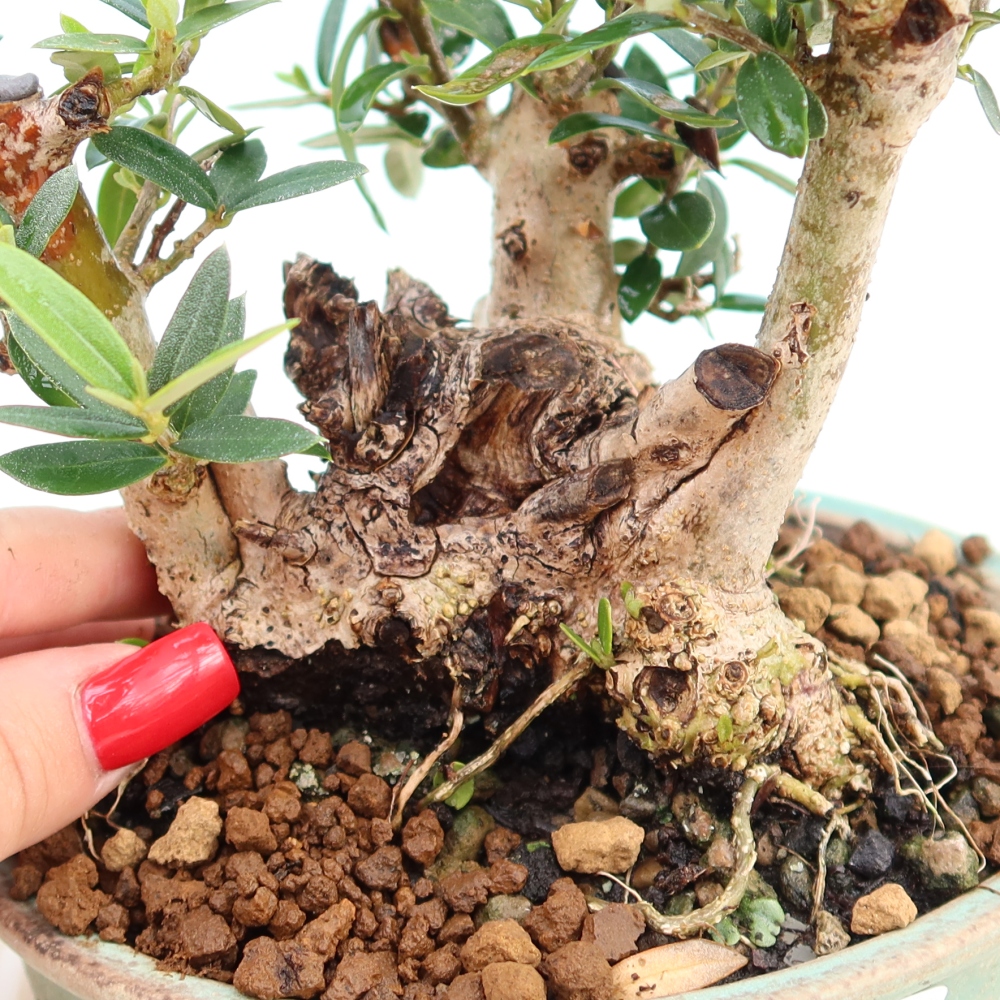 Bonsaï d'intérieur - Olea europaea sylvestris