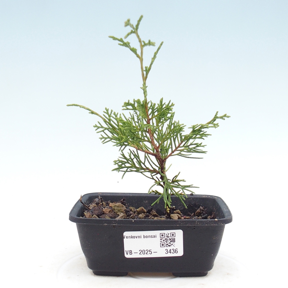 Bonsaï d'extérieur - Juniperus chinensis Itoigawa