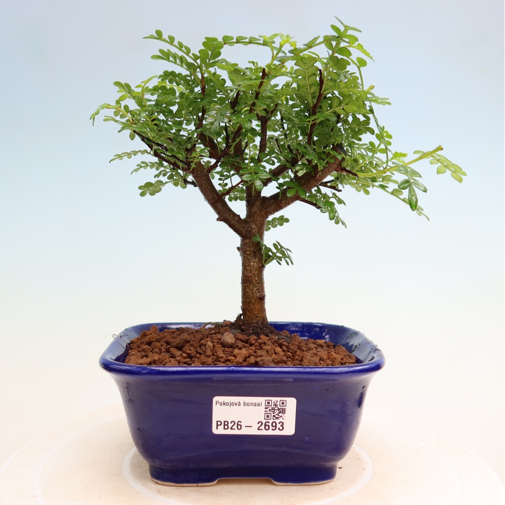 Salle bonsaï - Zantoxylum piperitum - arbre à poivre
