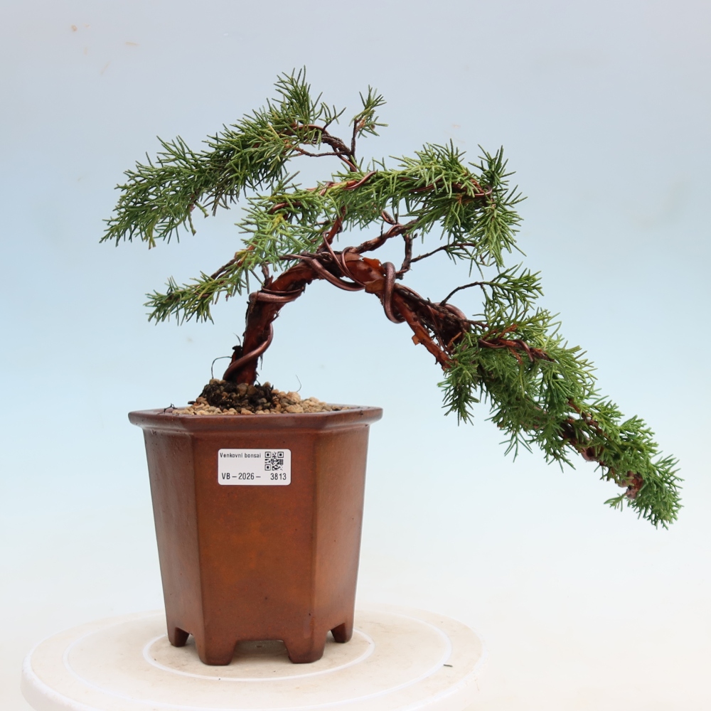 Bonsaï d'extérieur - Juniperus chinensis Kishu