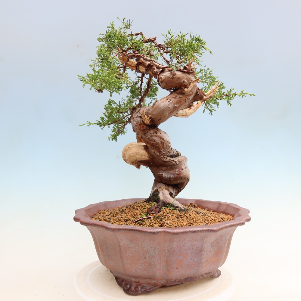 Bonsaï d'extérieur - Juniperus chinensis Itoigawa-Juniperus chinensis