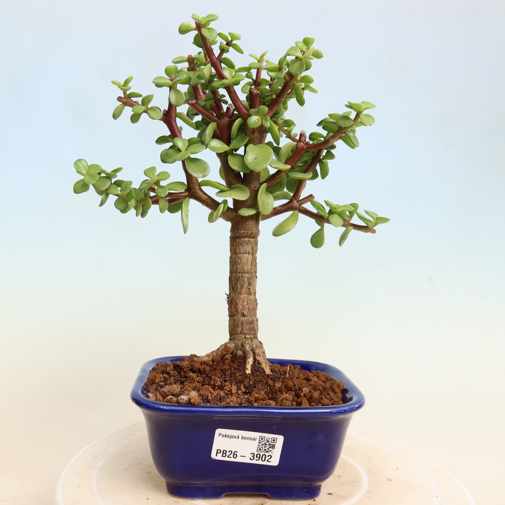 Bonsaï de chambre - Portulakaria Afra - Tlustice