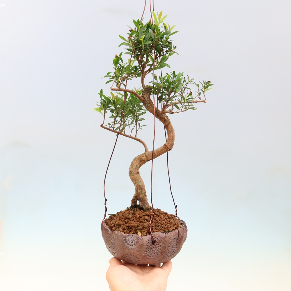 Kokedama en céramique -Syzygium - arbre à piment