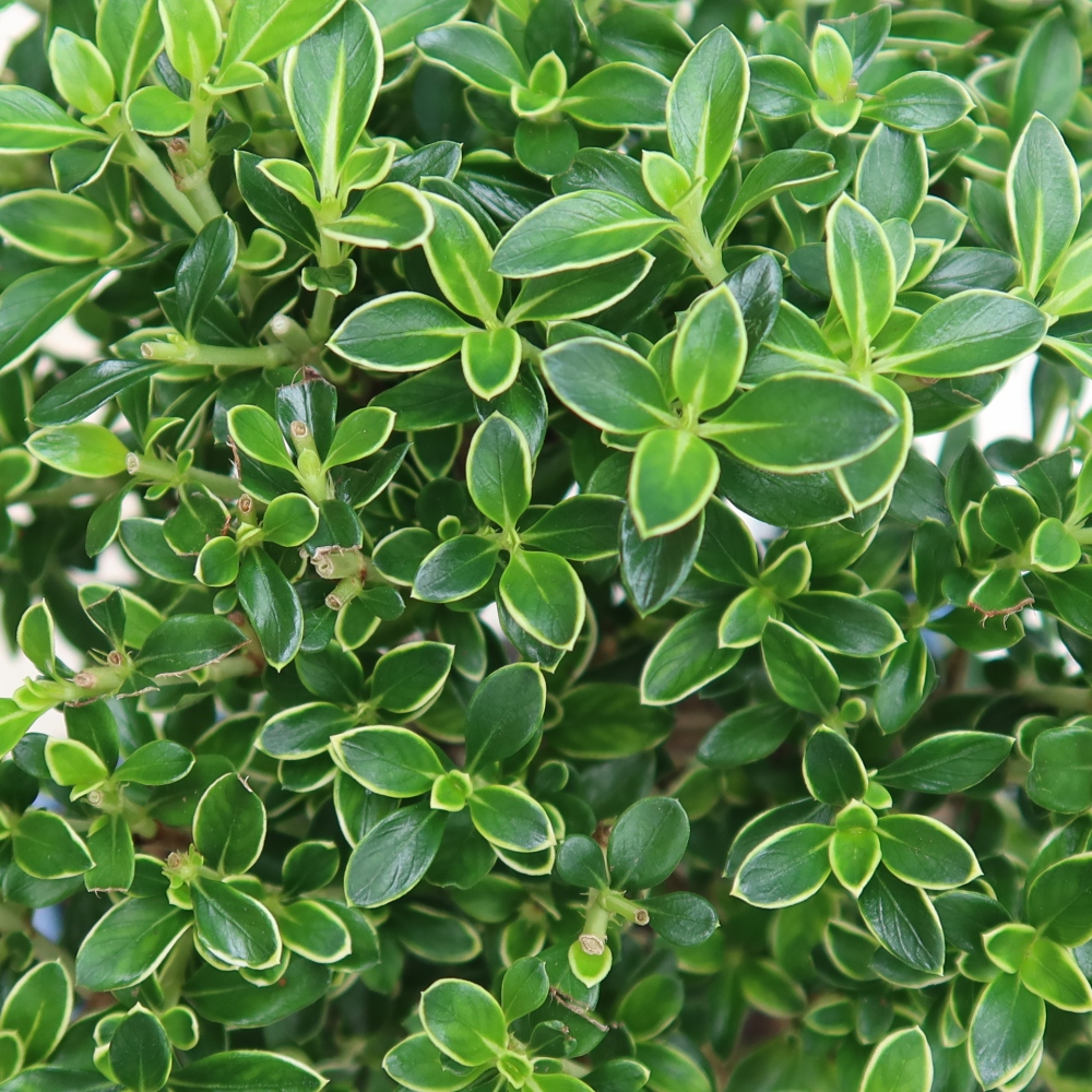 Salle bonsaï - Serissa foetida Variegata - Arbre aux mille étoiles