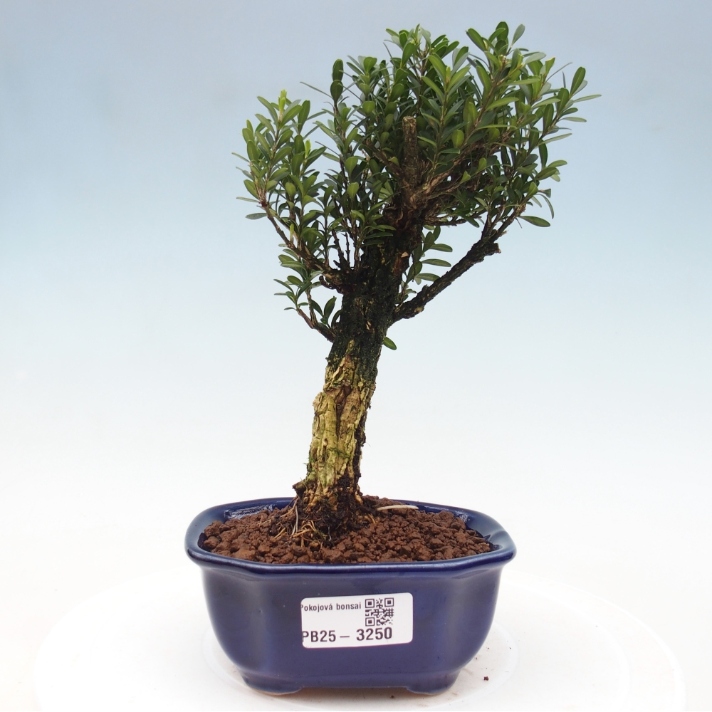 Bonsaï de chambre - Buxus harlandii - buxus liège