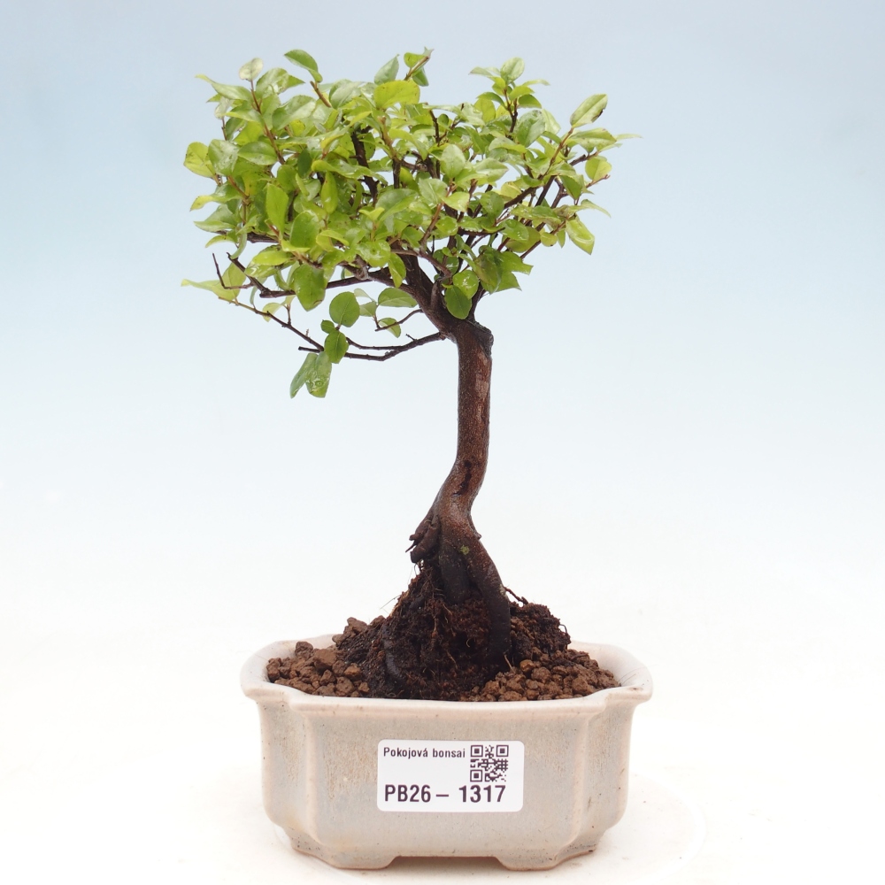 Bonsaï de chambre - Sageretia thea - Sageretia thea
