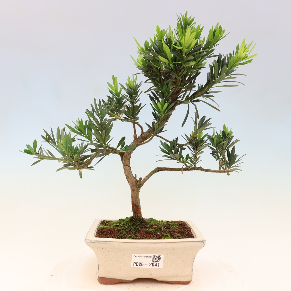 Salle bonsaï - Podocarpus - If en pierre