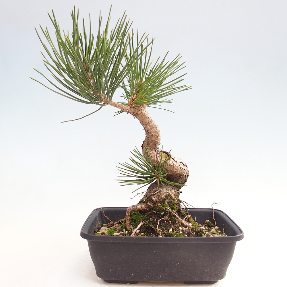 Bonsaï d'extérieur - Pinus thunbergii - Pin de Thunberg
