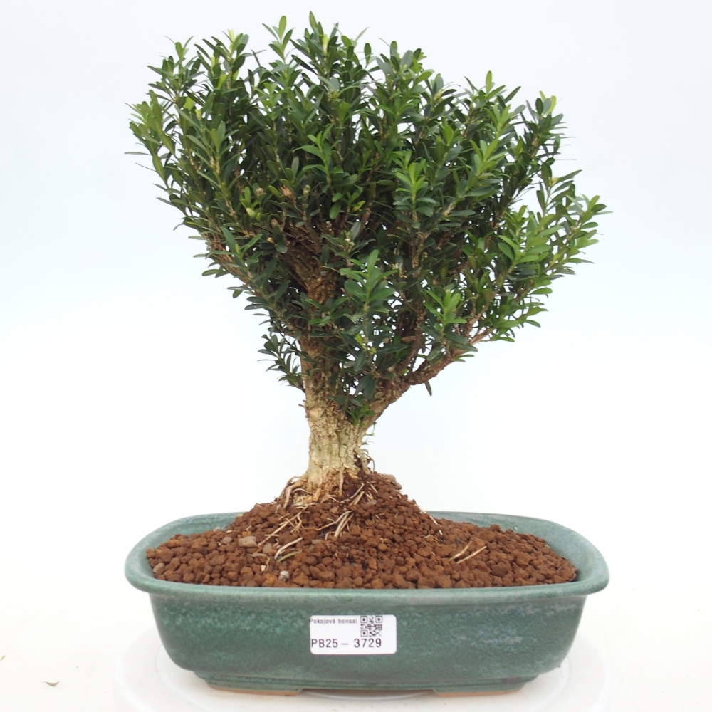 Bonsaï de chambre - Buxus harlandii - buxus liège