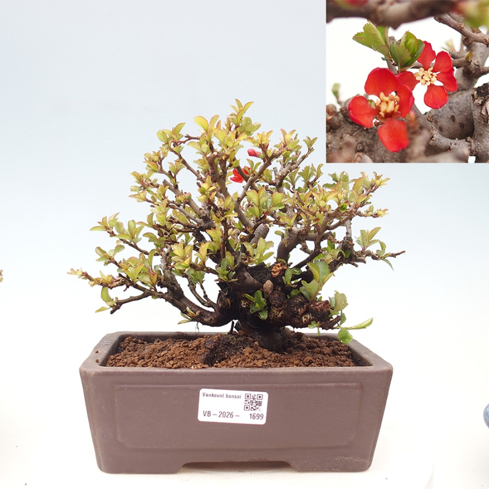 Bonsaï d'extérieur - Chaneomeles speciosa - Coing