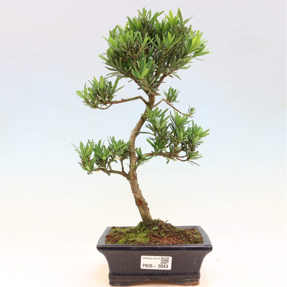 Salle bonsaï - Podocarpus - If en pierre