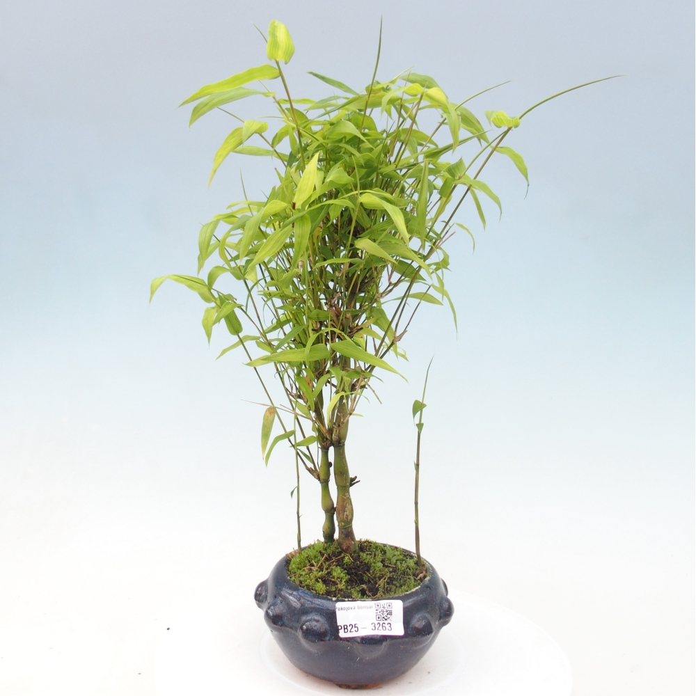 Bonsaï de chambre - Bamboo budha-Bamboo budha belly