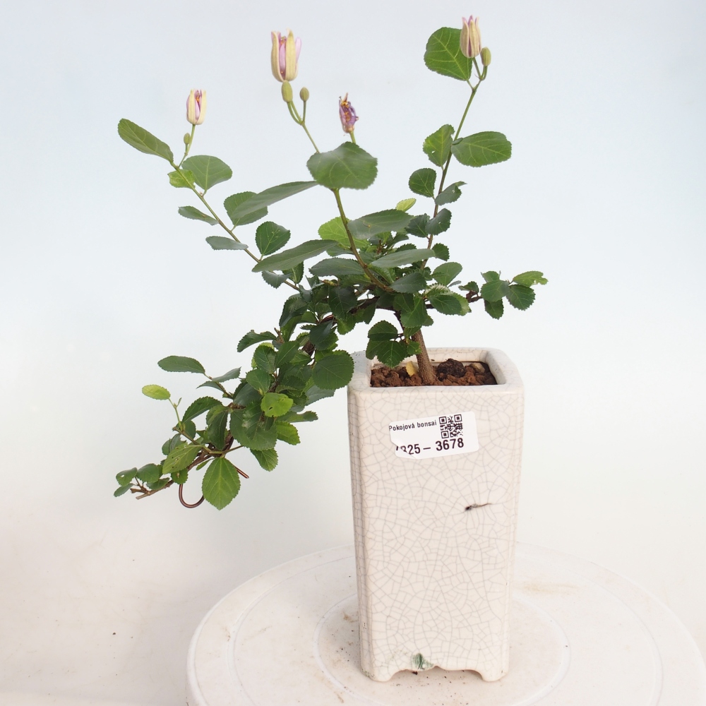 Bonsaï d'intérieur - Grewia occidentalis - Etoile de mer lavande