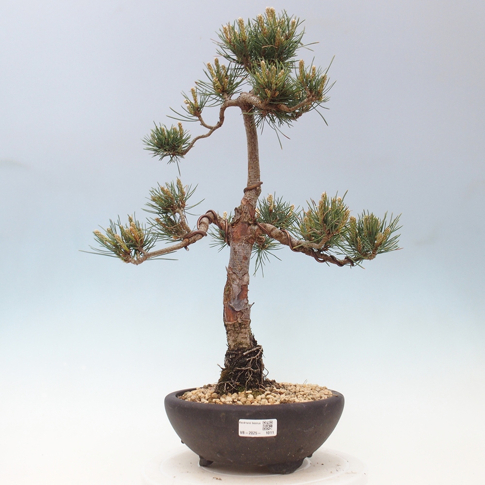 Bonsaï d'extérieur - Pinus Sylvestris Watererri - Pin sylvestre
